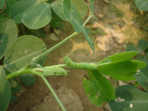 Thuốc Trừ Sâu Xanh Hại Đậu Tương