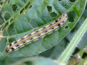 Thuốc Trị Bệnh Sâu Khoang Bông Vải