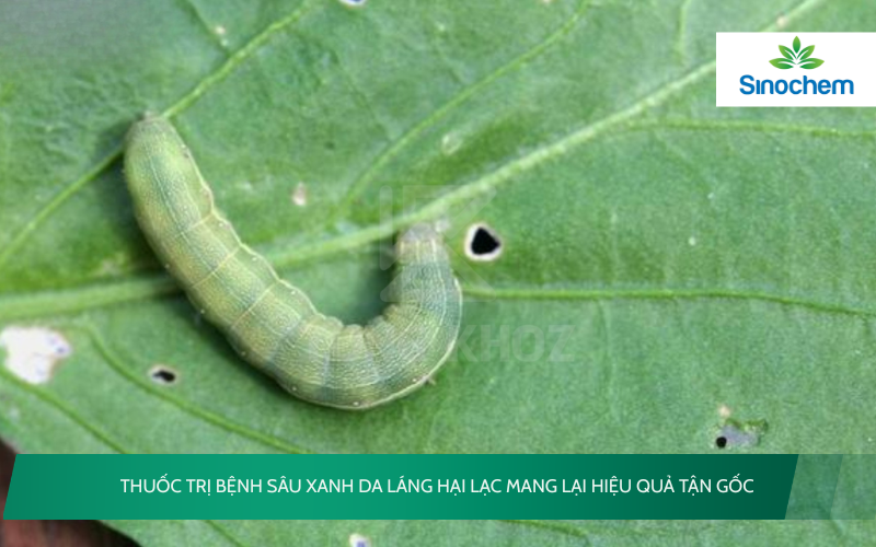 Thuốc Trị Bệnh Sâu Xanh Da Láng