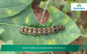 Thuốc Trị Bệnh Sâu Khoang Bông Vải