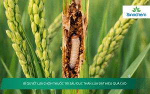 Thuốc Trị Sâu Đục Thân Lúa