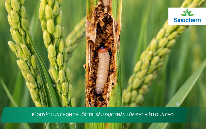 Thuốc Trị Sâu Đục Thân Lúa