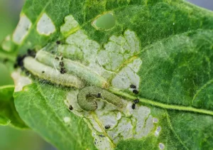 Thuốc Trị Bệnh Sâu Xanh Da Láng