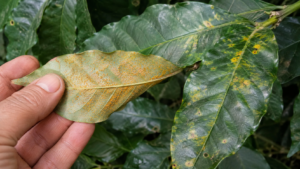Thuốc trị rụng lá khô cành cà phê mùa mưa