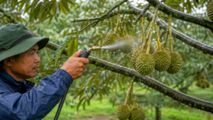 bộ dưỡng hạn chế rụng trái non sầu riêng