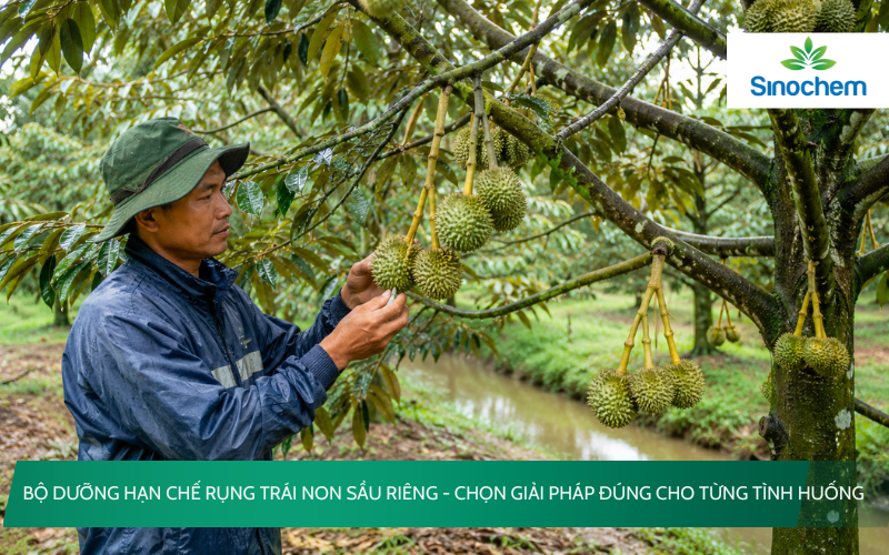bộ dưỡng hạn chế rụng trái non sầu riêng