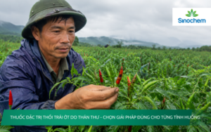 Thuốc đặc trị thối trái ớt do thán thư