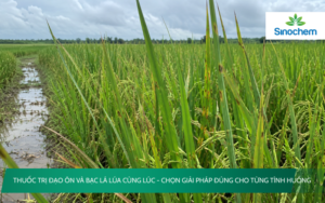 Thuốc trị đạo ôn và bạc lá lúa cùng lúc