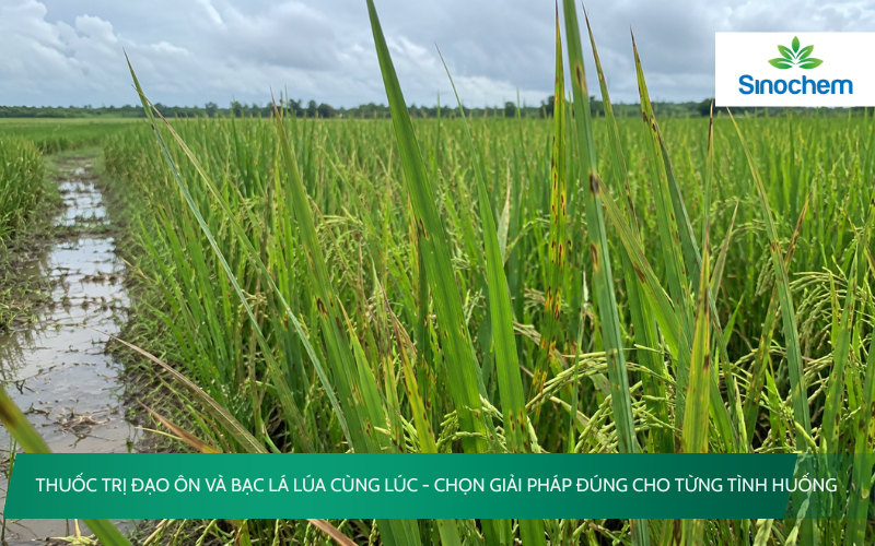 Thuốc trị đạo ôn và bạc lá lúa cùng lúc