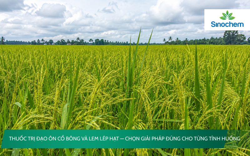khi lựa chọn thuốc trị đạo ôn cổ bông và lem lép hạt, bà con không nên chờ tới lúc bông đã bạc trắng hay hạt lem hàng loạt mới bắt đầu xử lý. Giai đoạn trổ cần được chăm theo hai hướng song song: một bên là giữ bộ lá đủ khỏe để tiếp tục quang hợp và đưa dinh dưỡng vào hạt