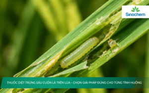 Thuốc diệt trứng sâu cuốn lá trên lúa