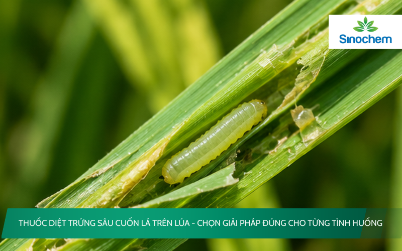 Thuốc diệt trứng sâu cuốn lá trên lúa