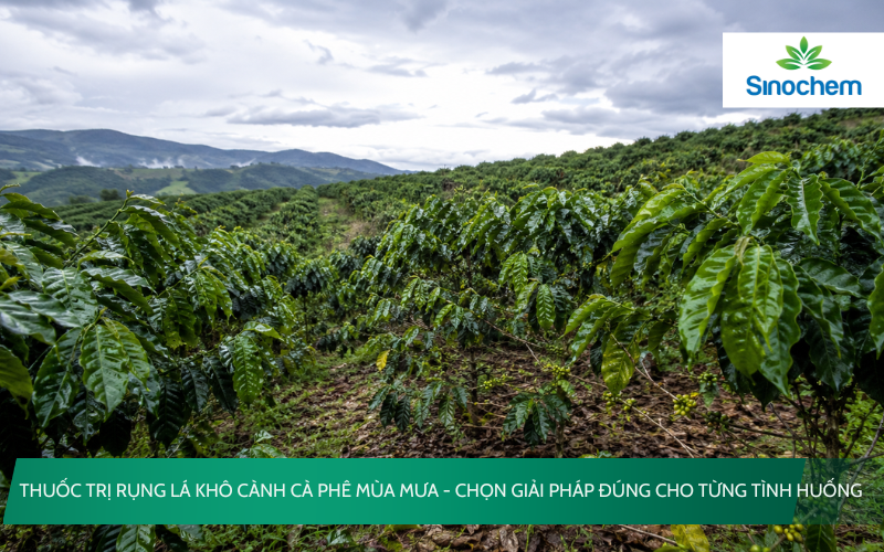 Thuốc trị rụng lá khô cành cà phê mùa mưa