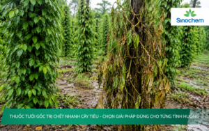 Thuốc tưới gốc trị chết nhanh cây tiêu