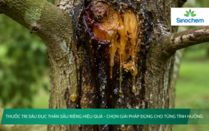 Thuốc trị sâu đục thân sầu riêng hiệu quả
