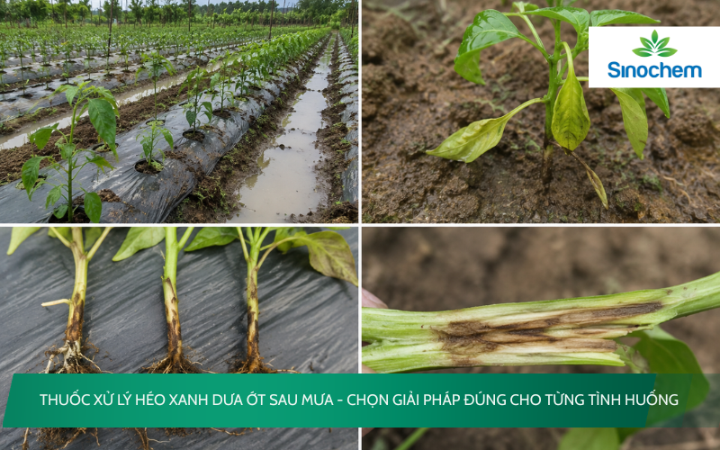 Thuốc xử lý héo xanh dưa ớt sau mưa