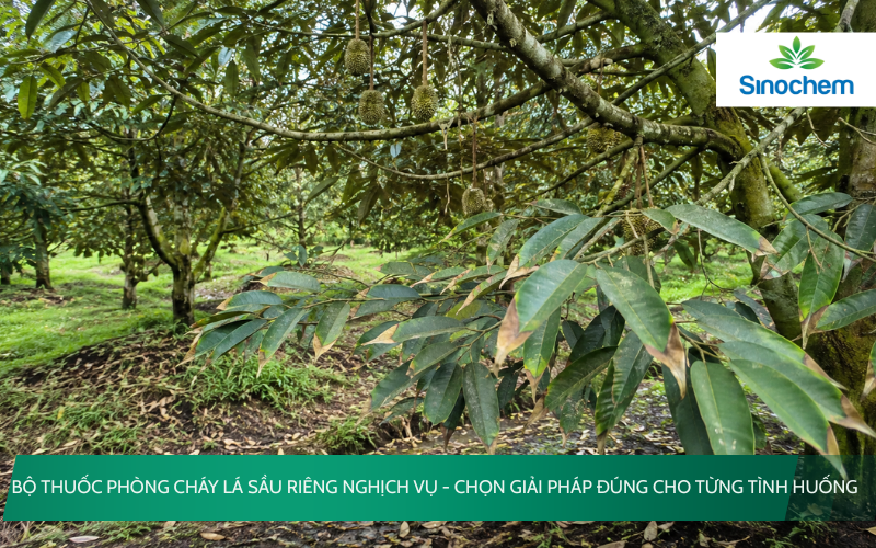 Bộ thuốc phòng cháy lá sầu riêng nghịch vụ