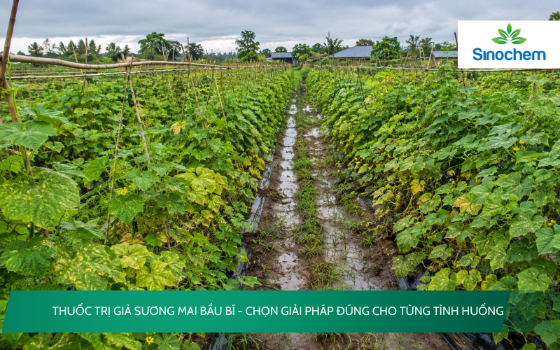 Thuốc trị giả sương mai bầu bí