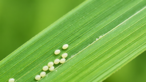 Thuốc diệt trứng sâu cuốn lá trên lúa