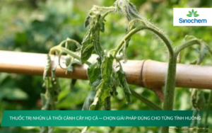 nhũn lá thối cành cây họ cà