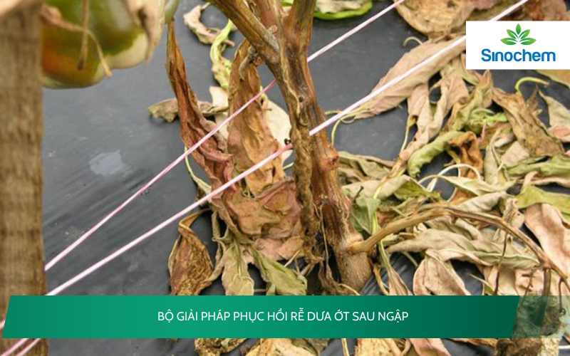 rễ dưa ớt sau ngập 