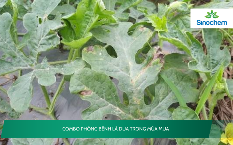 Combo phòng bệnh lá dưa trong mùa mưa 