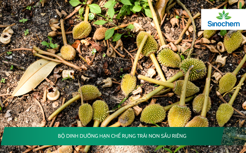rụng trái non sầu riêng 