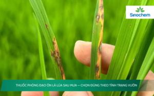 Thuốc phòng đạo ôn lá lúa sau mưa